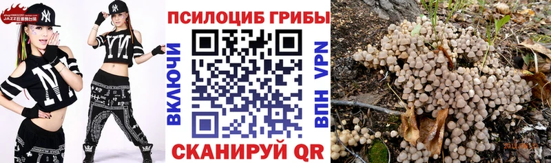 Купить закладки  Эртиль  Галлюциногенные грибы Psilocybe 
